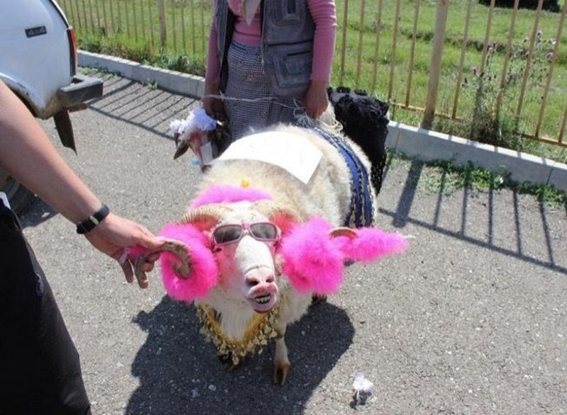 В Дагестане провели конкурс на самую красивую овцу. ФОТО