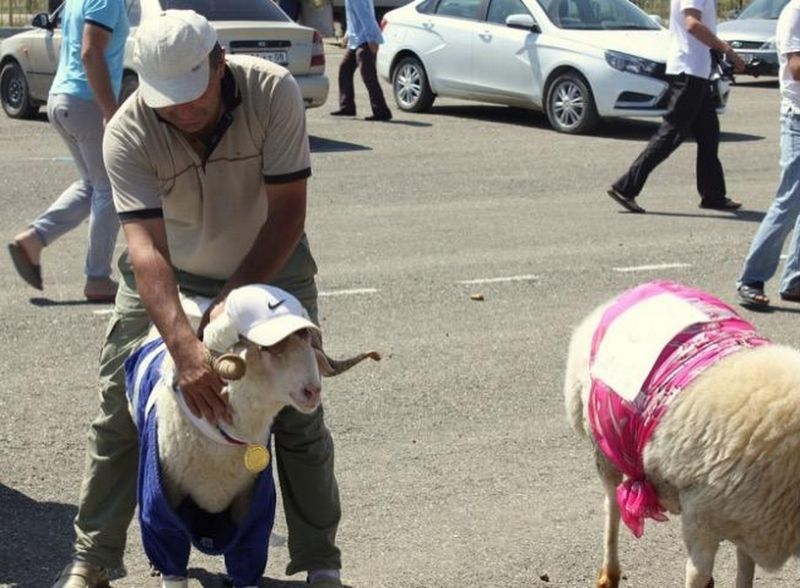 В Дагестане провели конкурс на самую красивую овцу