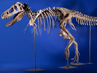 Проданный на аукционе в США скелет динозавра потребовали вернуть Монголии