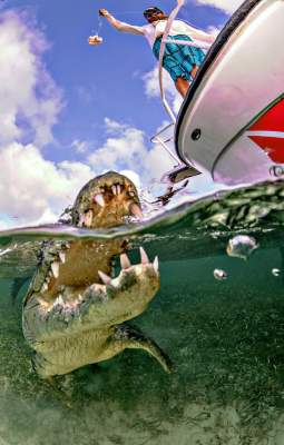 Ради этих кадров фотограф плавал с крокодилом. Фото