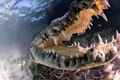 Ради этих кадров фотограф плавал с крокодилом. Фото
