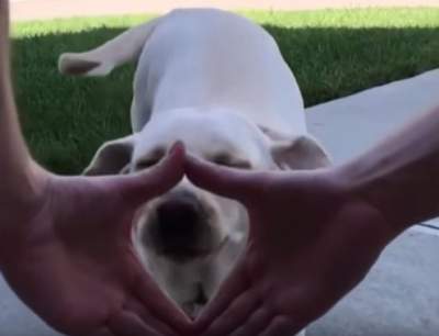 YouTube повеселил новый челлендж с участием собак