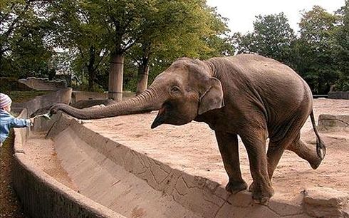 Сегодня Всемирный день защиты слонов в зоопарках 