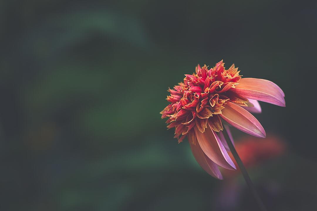 Красивые снимки цветов крупным планом от Лизы Брианд