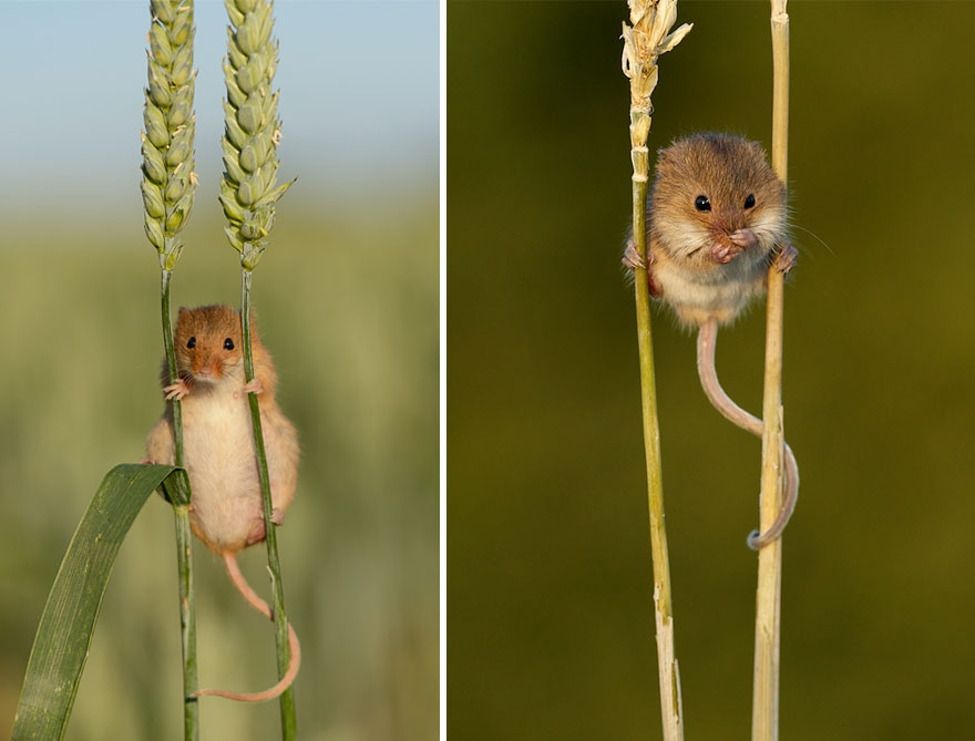 Милые мышки-малютки в объективе