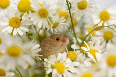 Маленькие мыши стали героями очаровательного фотопроекта. Фото