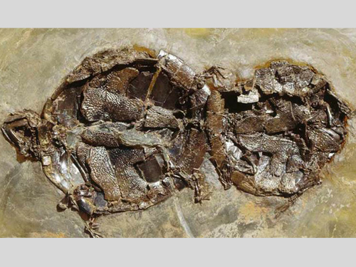 Найдены окаменевшие останки черепах, умерших во время секса