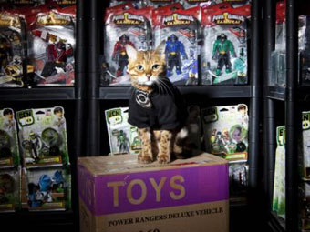 Бенгальская кошка "устроилась на работу" на склад игрушек