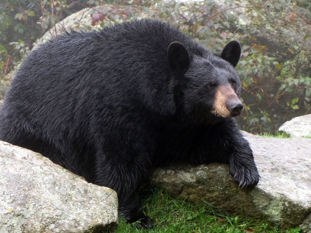 Наглый медведь обнаружил новый способ развлечься и залез в гамак. ВИДЕО