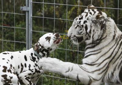 Удивительные примеры дружбы между животными разных видов. Фото