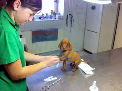 Ветеринары показали, за что они любят свою работу. Фото