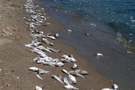 За два дня в Азовском море собрали 80 тонн мертвой рыбы