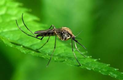 ​Медики рассказали, в чем опасность комариной слюны