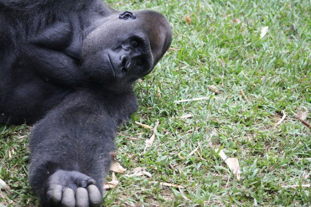 24-летняя горилла встретила крошечное существо в лесу