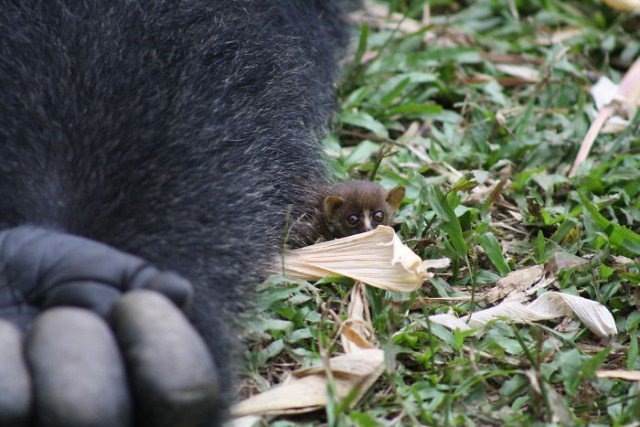 24-летняя горилла встретила крошечное существо в лесу