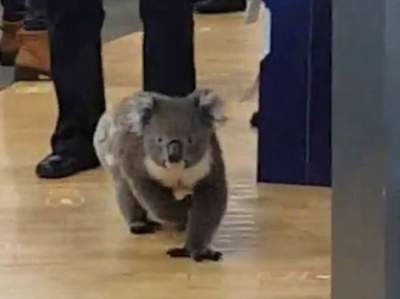 В Австралии коала стала постоянной «клиенткой» аптеки