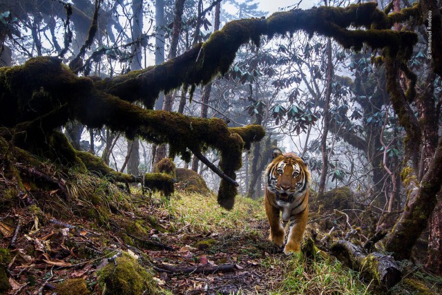 Шорт-лист конкурса дикой природы Wildlife Photographer of the Year 2018