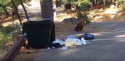 В США медведь стал «узником» мусорного бака