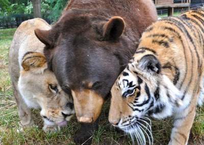 Забавные примеры дружбы из мира животных