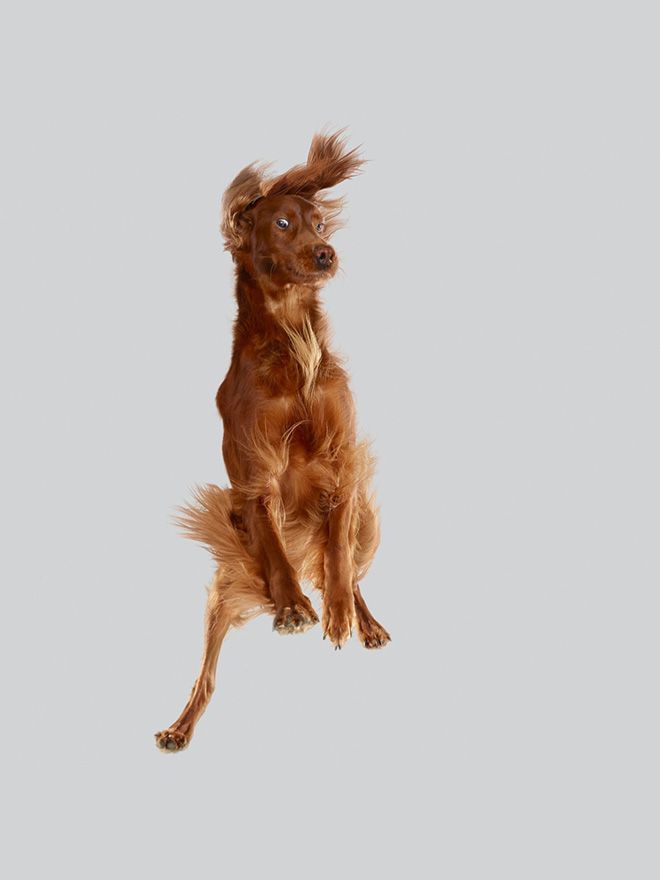 Летающие собаки, которые прыгают на батуте