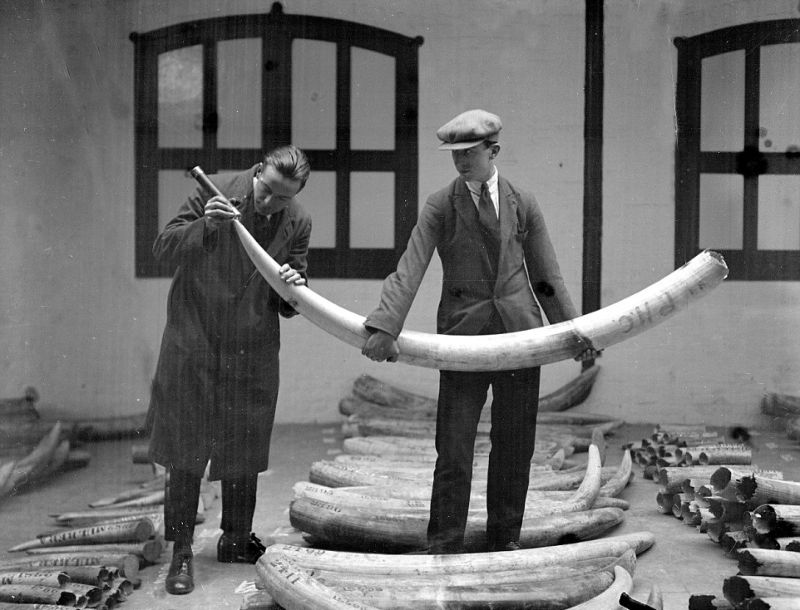 Слоновьи бивни, доставленные в Лондон в 1920-х годах
