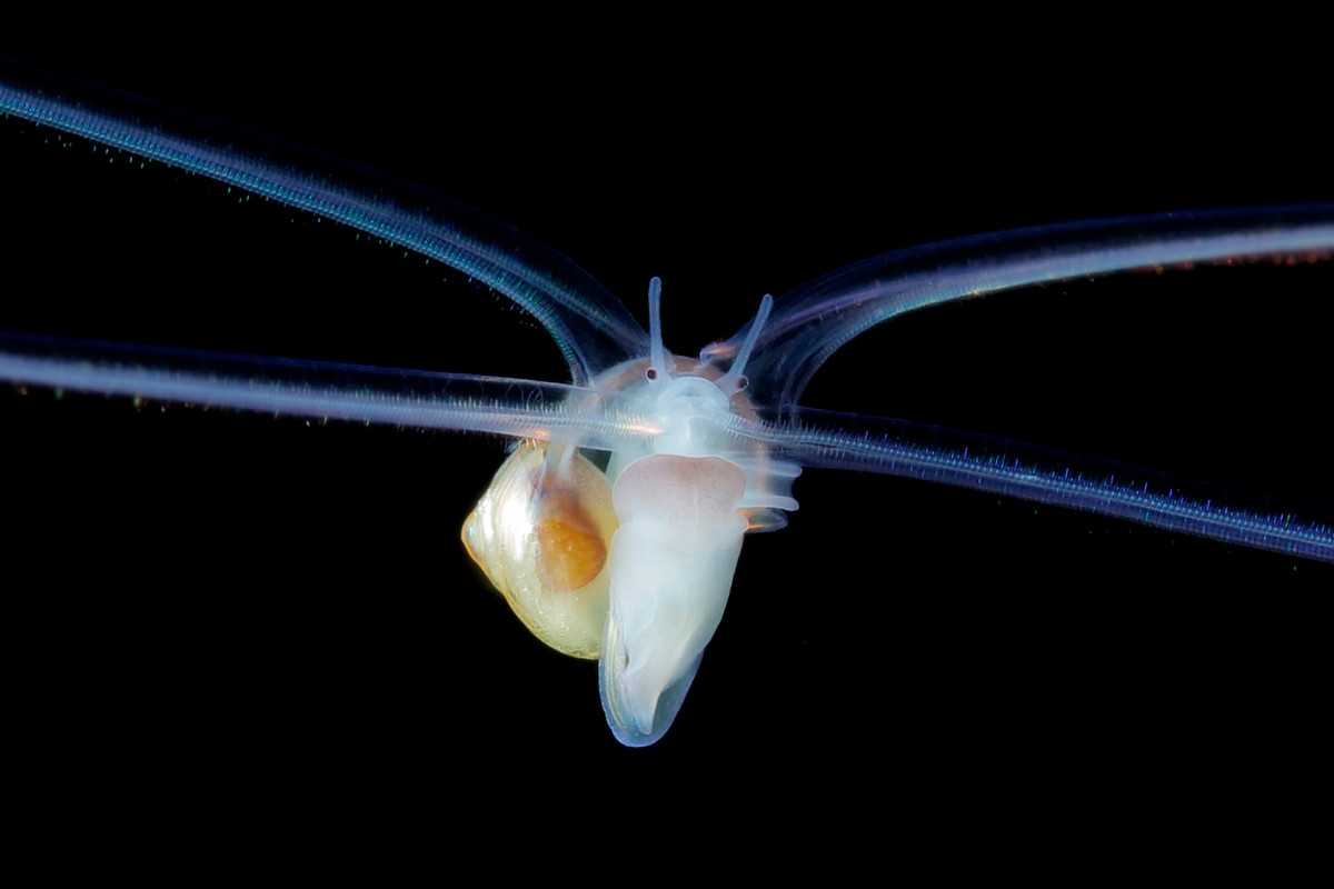 Необычные подводные существа у побережья Японии от Рю Минемицу