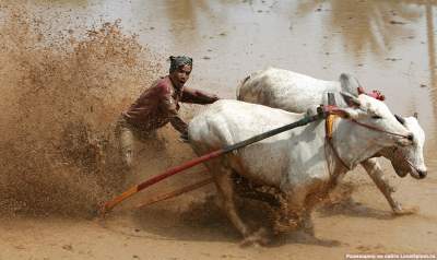 Как в Индии проходят гонки на быках. Фото	