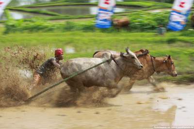 Как в Индии проходят гонки на быках. Фото	