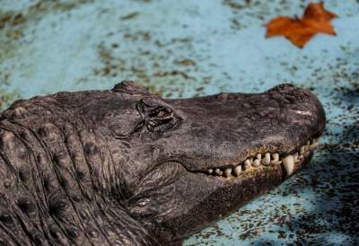 Так выглядит самый старый в мире аллигатор. Фото