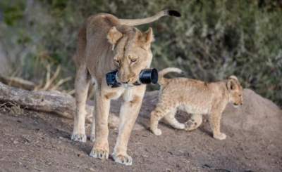 Отличная игрушка: львица «подарила» детенышам камеру, отобранную у фотографа 