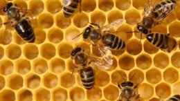 ООН: Пчелы гибнут по всему миру