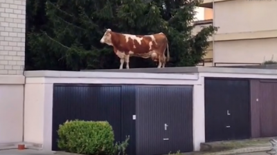 Решила, что Карлсон: сбежавшую корову нашли на крыше гаража
