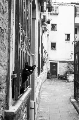 Все включено: в Италии для кошек открыли пятизвездочный отель