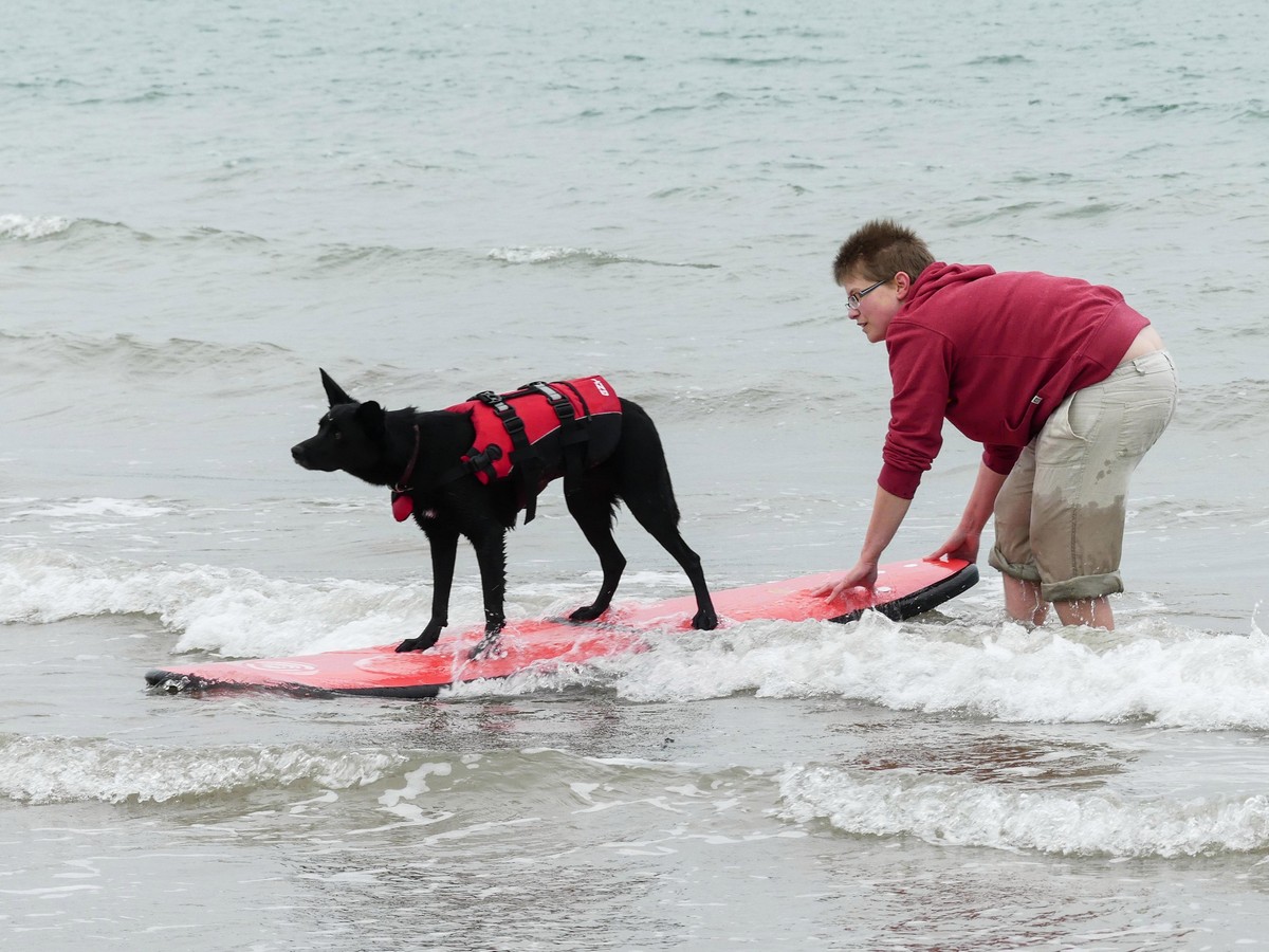 Первая в Великобритании школа серфинга для собак
