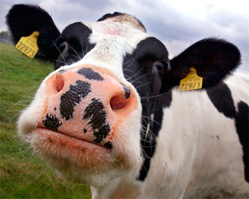 Эксперты позитивно оценивают госдотации на молодых коров