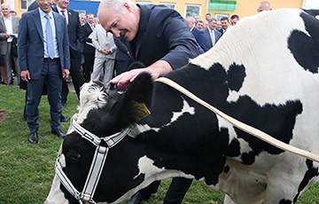 Беларусь потратит 127 тысяч долларов на памятник корове