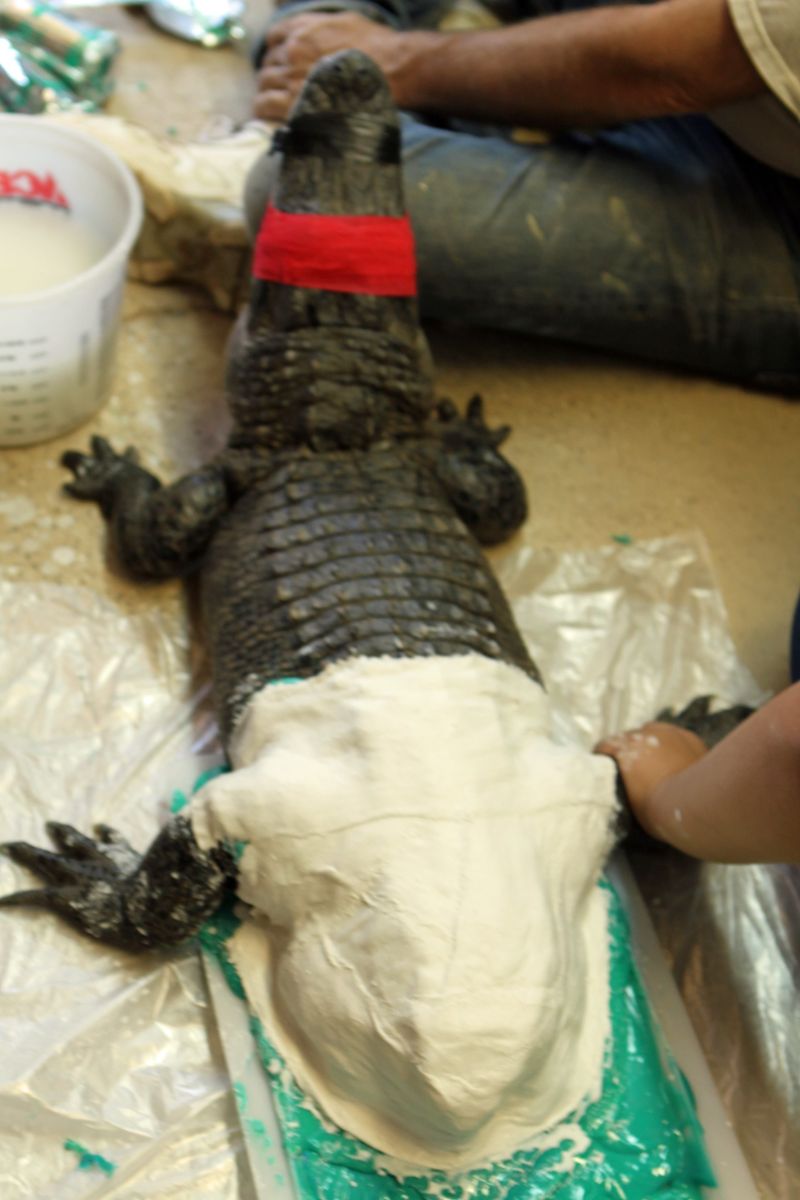 Аллигатору без хвоста напечатали протез на 3D-принтере