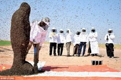 В Саудовской Аравии единственная пчела сорвала мировой рекорд