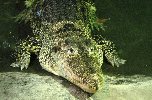 Малайзийский шаман убил крокодила заклинанием и шлепком по голове