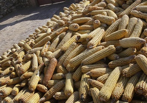 Украина будет возвращать Китаю кредит на $3 млрд кукурузой