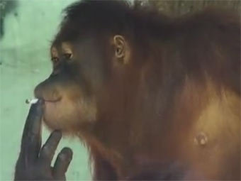 Курящую обезьяну отправят в реабилитационный центр