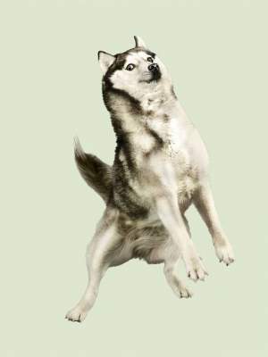 «Летающие» собаки стали героями забавного фотопроекта