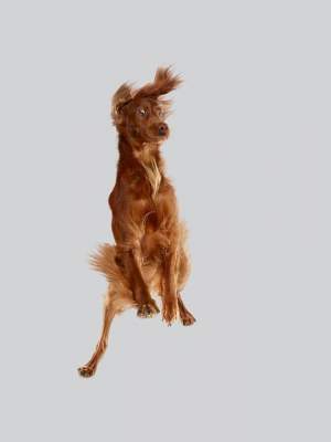 «Летающие» собаки стали героями забавного фотопроекта