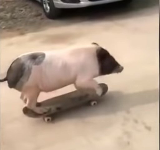 Такого вы точно не видели: свинья освоила скейтборд и стала звездой сети