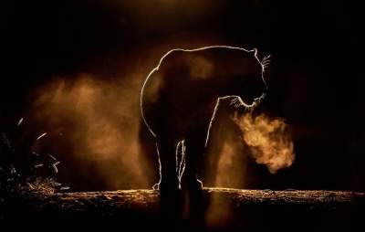 Потрясающие силуэты животных Африки на рассвете и закате. Фото