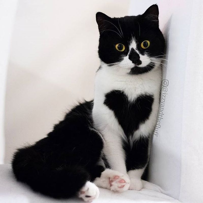 Кошка необычного окраса, в которую невозможно не влюбиться (ФОТO)