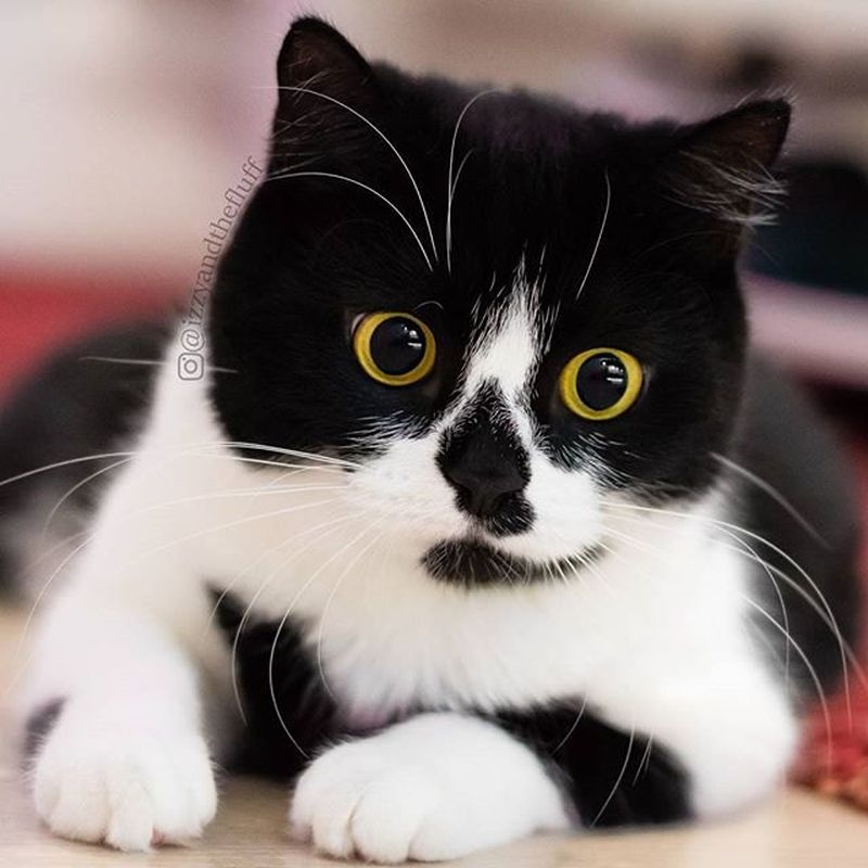 Кошка необычного окраса, в которую невозможно не влюбиться (ФОТO)
