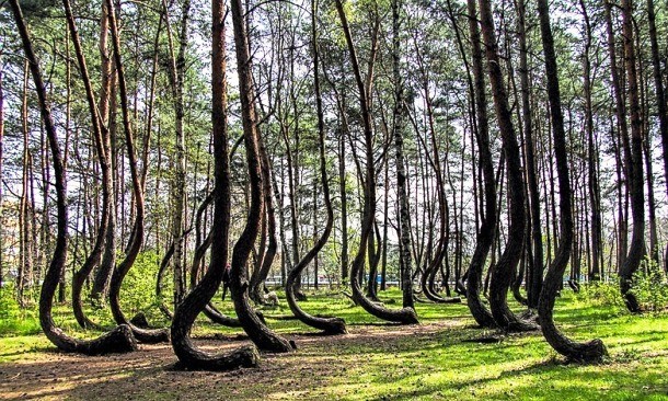 crooked-forest-12-610x366