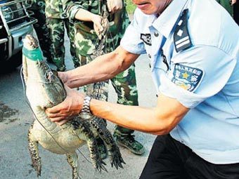 Китайская полиция отобрала у контрабандистов "деликатесных" крокодилов