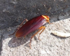 Огромные красные тараканы захватили Неаполь